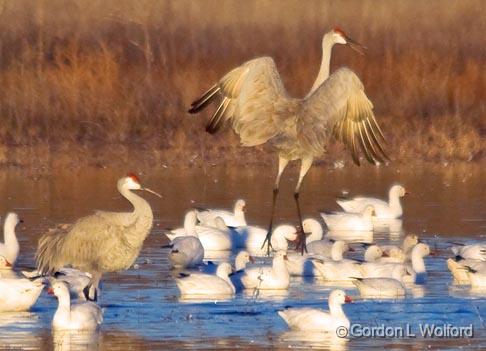 High Jumping Crane_73815.jpg - Sandhill Cranes (Grus canadensis) and Snow Geese (Chen caerulescens) photographed in the Bosque del Apache National Wildlife Refuge near San Antonio, New Mexico USA. 